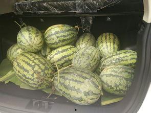 吃瓜凳网红